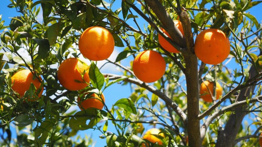 ce salariu are un roman la cules de portocale in spania sezonul 2025 aduce mii de locuri de munca in agricultura 68dbddf418cb7