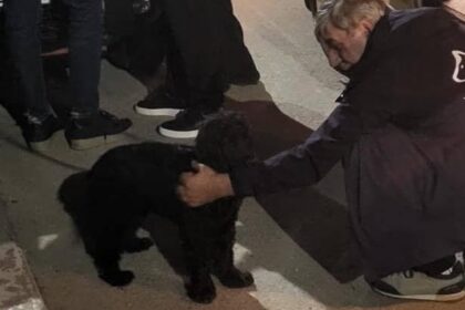 barbatul care si a batut cainele in sectorul 3 pus sub urmarire penala animalul a fost salvat si se afla in grija autoritatilor 68fb1f61490e8