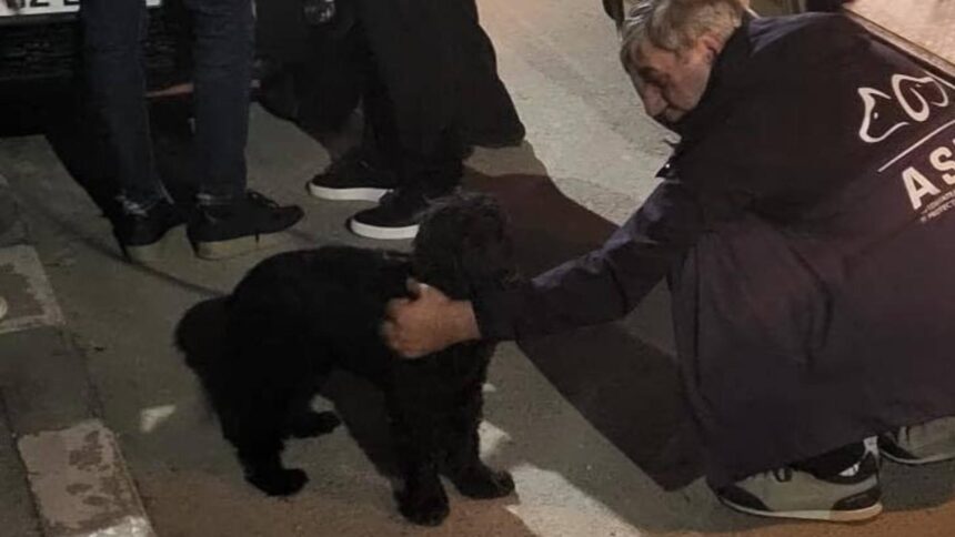 barbatul care si a batut cainele in sectorul 3 pus sub urmarire penala animalul a fost salvat si se afla in grija autoritatilor 68fb1f61490e8