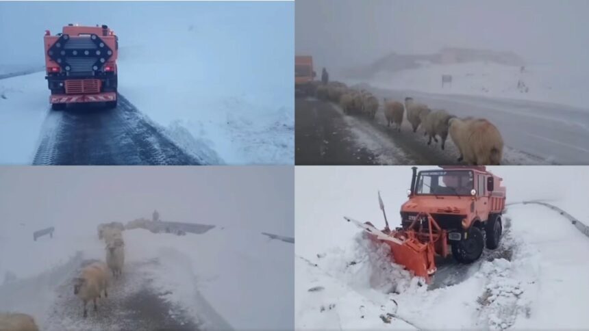 drumarii intervin pe transalpina se creeaza un culoar pentru crescatorii de animale blocati in zona video 68e7778560889