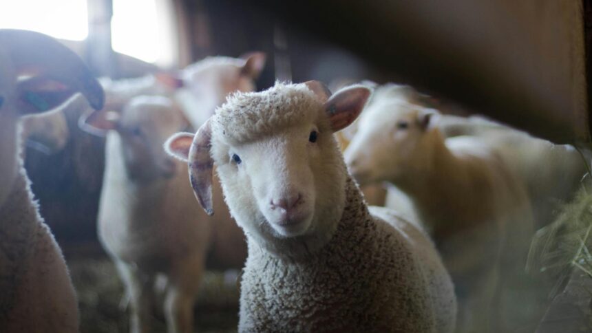 iarna scumpirilor loveste fermele crescatorii de animale se confrunta cu scumpiri in lant 6927e799161ae