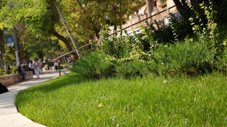 bucurestiul si deficitul de spatiu verde util un oras mare cu o suprafata verde mica 693960bfac7a3