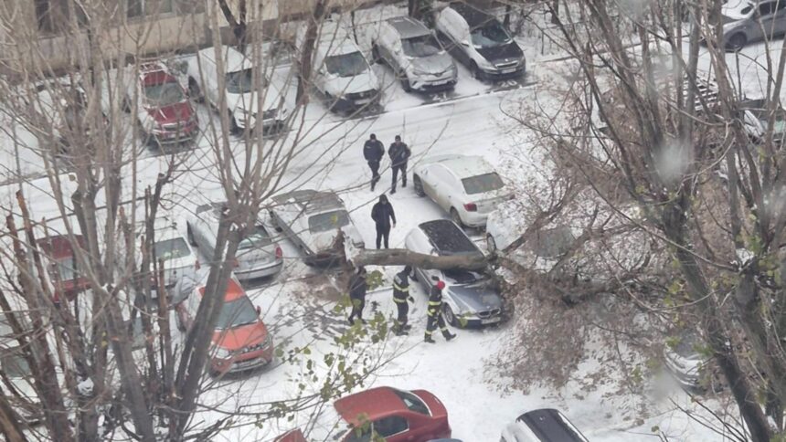 copac doborat de vantul puternic in capitala avertisment din partea autoritatilor foto 694cf48dd3c0d