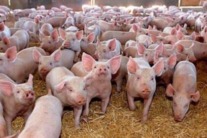 focar de pesta porcina la o ferma din mehedinti in prag de sarbatori peste 1500 de porci au fost sacrificati 694542ca5c804