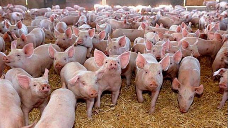 focar de pesta porcina la o ferma din mehedinti in prag de sarbatori peste 1500 de porci au fost sacrificati 694542ca5c804