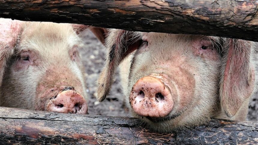 focarul de pesta porcina din arad a fost stins mii de animale au fost ucise preventiv in prag de sarbatori 69524d7b51c92