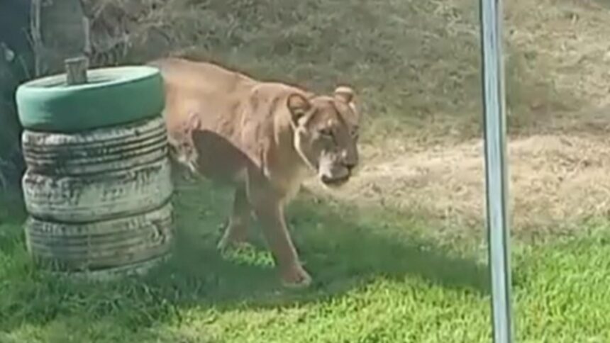 tragedie la o gradina zoologica din brazilia un tanar de 19 ani a murit dupa ce a intrat in tarcul leilor pentru a i imblanzi 692ebe8a788df