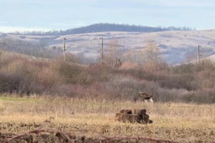 un animal misterios observat in padurile romaniei cum explica specialistii aparitia surprinzatoare video 6939c1e34c403
