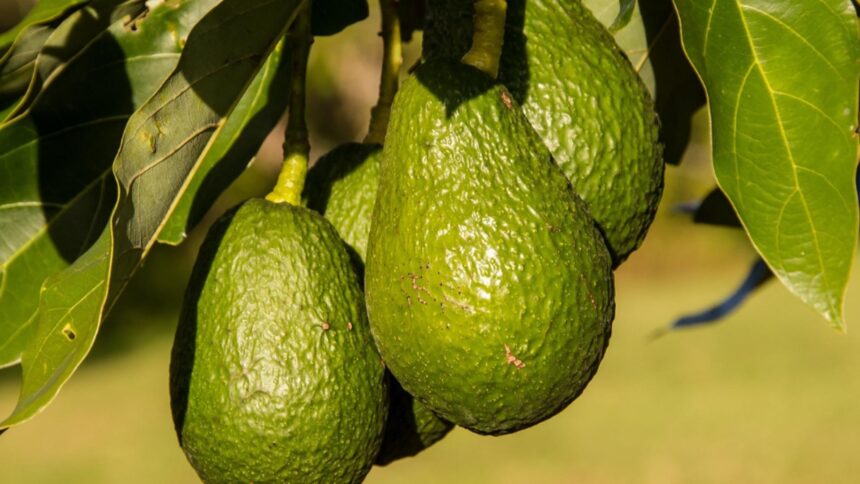 fructul care iti protejeaza inima cardiologii spun ca ajuta la reducerea colesterolului si mentinerea tensiunii arteriale 696f2694b7d71