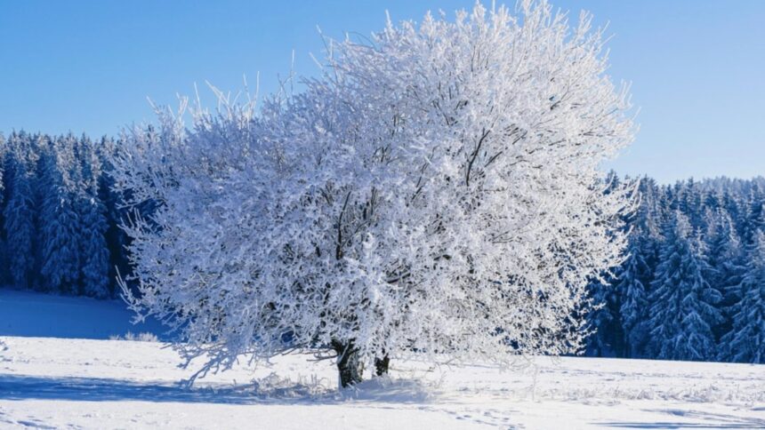 gerul pune stapanire pe romania cod de ninsoare si viscol in sud temperaturi de pana la 15 grade prognoza actualizata 69629116d5d7f