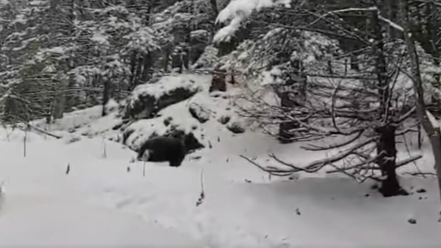 ursii au iesit din hibernare un grup de turisti din masivul piatra mare s a trezit cu animalul masiv in mijlocul zapezilor video 695a96828867b
