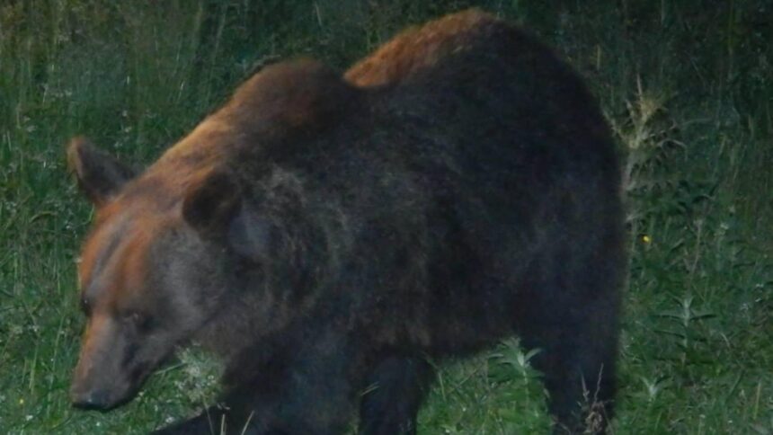 alerta de urs in zona parcului industrial din selimbar locuitorii au primit mesaj ro alert 6993587af363f