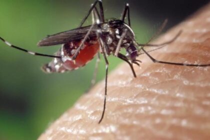 boala tropicala severa transmisa de tantari ar putea ajunge si in romania 699781cf24922