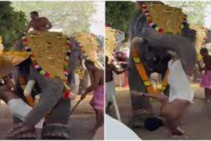 momente de panica la un festival religios din india un elefant a atacat un preot si l a aruncat in multime 69a1a232638d8
