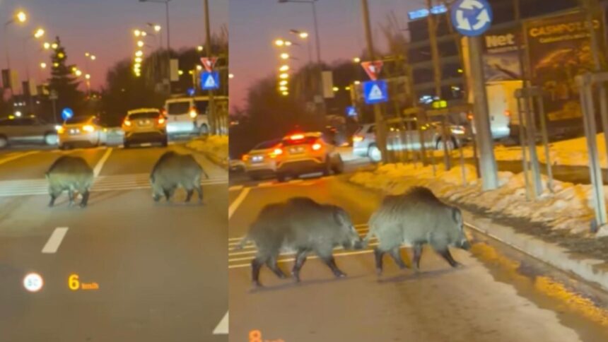 porci mistreti surprinsi pe o sosea aglomerata din baneasa scene neobisnuite in nordul capitalei video 69a147cbe1eb6