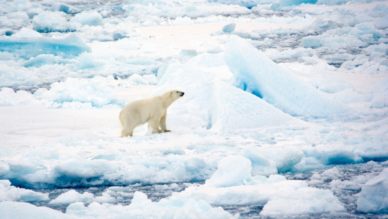 ursii polari din svalbard au rezistat mai bine decat se preconiza la incalzirea climei studiu 6980322f6e370