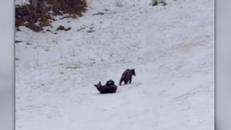 video intalnire neasteptata la poiana brasov trei pui de urs filmati de turisti in timp ce se joaca nestingheriti pe partie 698603806237c