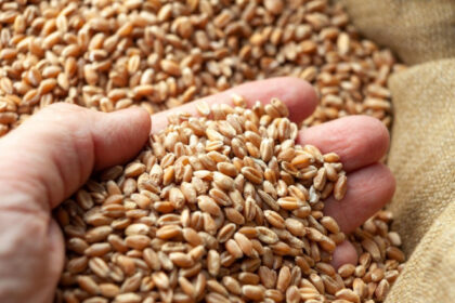 romania va incepe in maximum doua luni sa exporte cereale in china anuntul facut de ministrul agriculturii este oficial 69ba63853c427