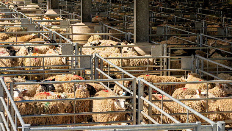 algeria vrea sa importe peste un milion de ovine din romania in 2027 in premiera sunt incluse si livrari de carne 69ce3a6ceb65f