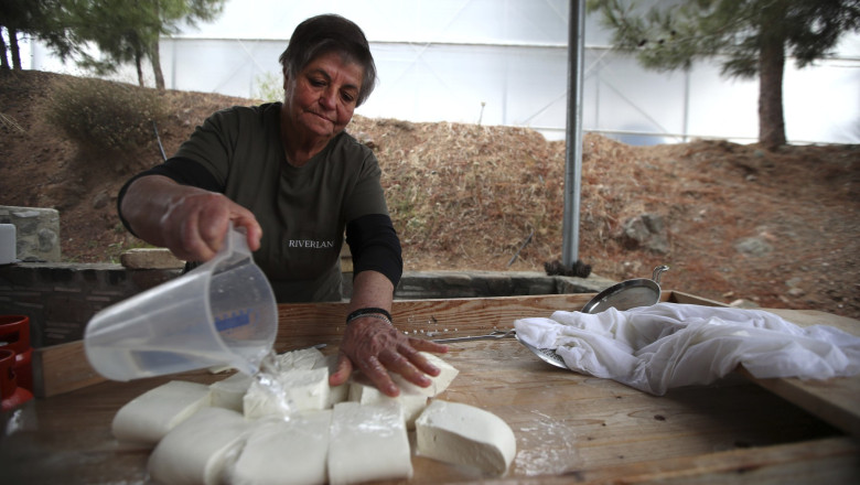 branza halloumi in pericol fermierii ciprioti se confrunta cu o epidemie mortala iar solutia depinde de acordul turcilor din nord 69dca82a23a34