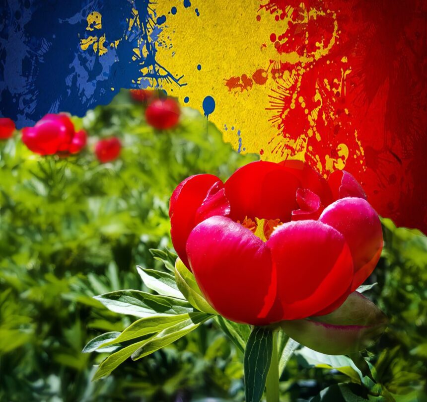 15 mai – Ziua Bujorului, Floarea Națională a României