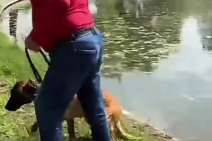 video un barbat e acuzat ca a incercat sa si inece cainele in lacul din parcul tineretului din capitala politia a deschis dosar penal 6a02a73ac6a52 1