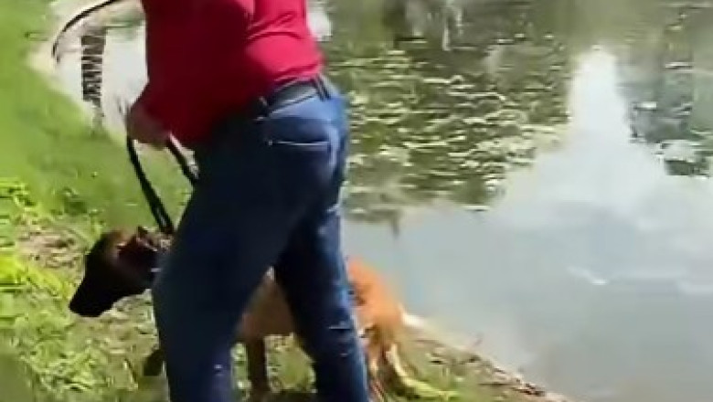 video un barbat e acuzat ca a incercat sa si inece cainele in lacul din parcul tineretului din capitala politia a deschis dosar penal 6a02a73ac6a52 1